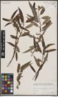 Foto von Salix bonplandiana Kunth